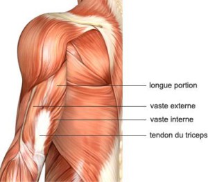 comment muscler ses triceps