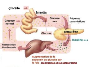 insuline et muscu