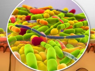 microbiote de l'organisme humain